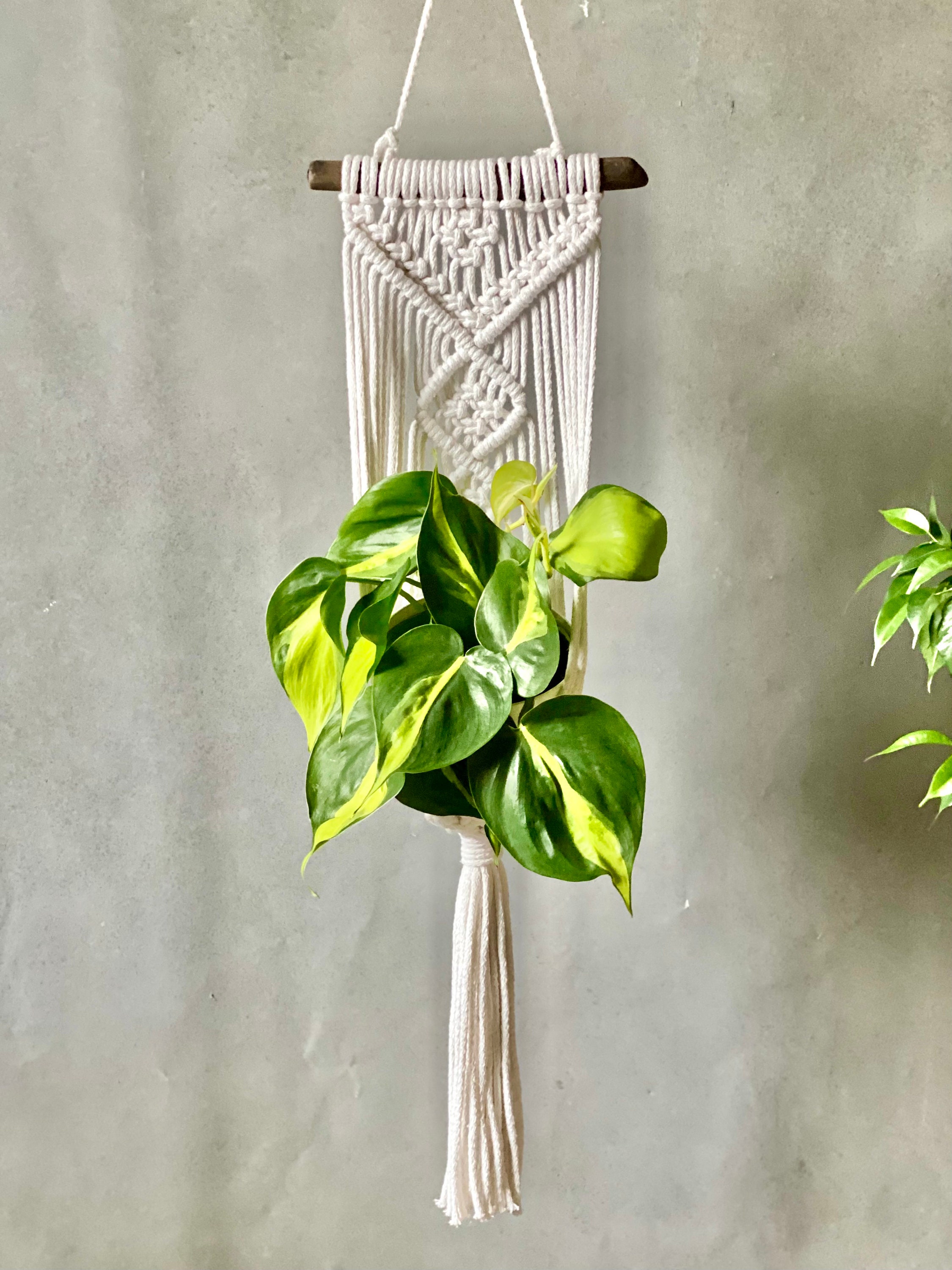 Plant Hanger Shower Etsy Australia
