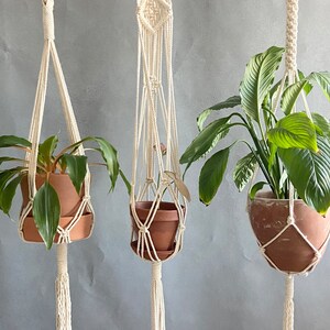 May include: Three macrame plant hangers with wooden rings and tassels. The hangers are holding terracotta pots with plants.