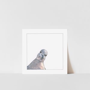 Curious Pigeon Fine Art Print