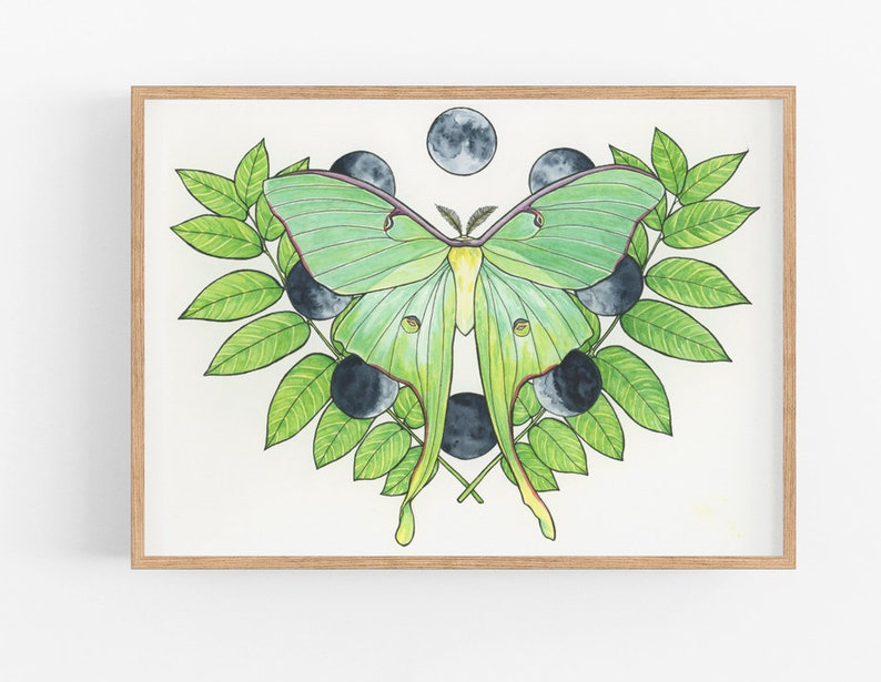 Luna Moth Fine Art Print - Etsy