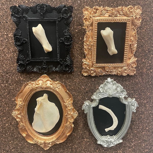 Small Victorian Bone Frames | Bones and Skulls | Small Bones | Bone Fame | Specimen | Oddities and Curiosities | Ethically Sourced | Taxider