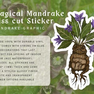 Magical Mandrake Kiss-Cut Stickers | Durable Vinyl Sticker | White & transparent Background Options | 4 Sizes image 2