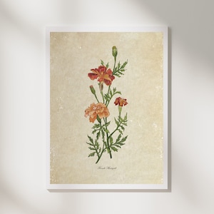 Druckbare Kunst | Ringelblume | Vintage-Stil | Digitaler Download | Mit hoher Auflösung druckbar