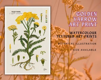 May include: A botanical art print featuring a detailed illustration of Golden Yarrow. The artwork showcases the plant's yellow flower heads, green leaves, and roots, with additional botanical details. The print includes the text "Golden Yarrow Art Print" and "Botanical Illustration."
