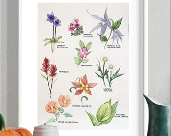 9x12 Rockies wildflowers vintage botanical poster | original watercolour flowers | Alpine wildflowers painting | nature lovers art | flowers