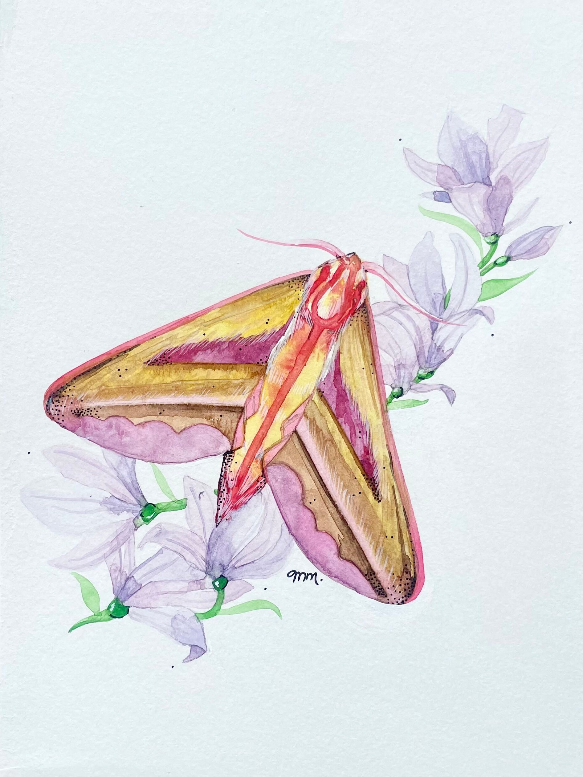 7x10 Elephant Hawk Moth Watercolour Art Print | 8x10 Moth Print ...