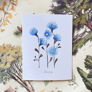 Aquarelle de plante de chicorée | Carte d'art botanique | Carte vierge florale 4 x 6