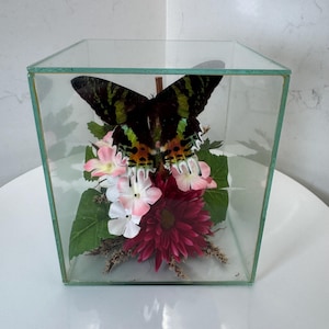 Vintage Glass Display with Sunset Moth Butterfly and Flowers