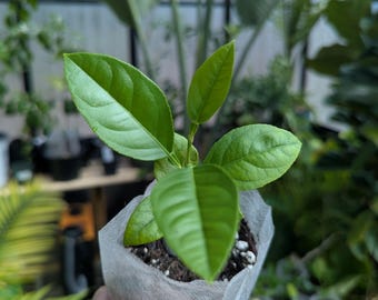 Ponderosa Lemon Tree Seedling (4" Tall) | Grow Your Own Giant Citrus!