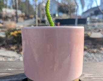 Dragon Fruit Seedling (2.5" Tall) | Grow Your Own Exotic Tropical Fruit!