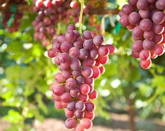 Catawba Grape Vine. Grow Your Own Sweet, Purplish-Red Heritage Grapes!