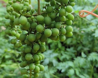 Fully Rooted Niagara Grape Cutting | Grow Your Own Sweet, Juicy Grapes at Home