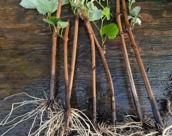 Fully Rooted Niagara Grape Cutting | Grow Your Own Sweet, Juicy Grapes at Home