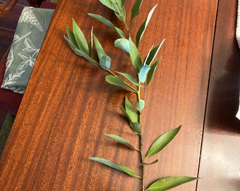 Bay Leaf Branches -Organic -12-15" -8-10 Per Bunch