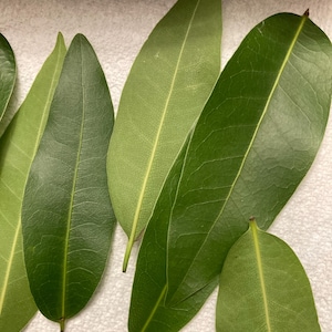 Fresh Picked Organic Bay Leaves – Cooking, Crafting, Herbal Use image 7