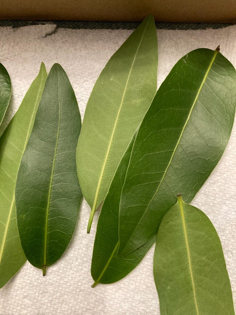 Fresh Picked Organic Bay Leaves – Cooking, Crafting, Herbal Use image 7