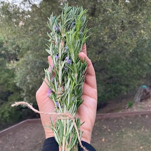 Può includere: Un mazzo di rosmarino fresco legato con spago. Il rosmarino ha foglie verdi aghiformi e piccoli fiori viola. Lo sfondo è una vista sfocata di alberi e fogliame.