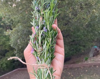 Fresh Organic Rosemary Bundles -Many Uses - Fragrant Green Stems-Picked Just Before Shipping