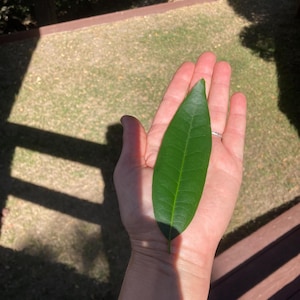 Fresh Picked Organic Bay Leaves – Cooking, Crafting, Herbal Use image 8
