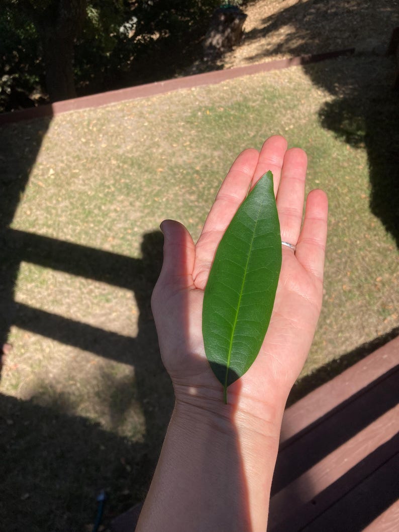 Fresh Picked Organic Bay Leaves – Cooking, Crafting, Herbal Use image 8