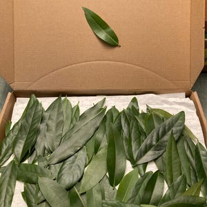 Fresh Picked Organic Bay Leaves – Cooking, Crafting, Herbal Use image 1