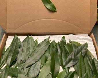 摘みたてオーガニックベイリーフ - 料理、クラフト、ハーブとして