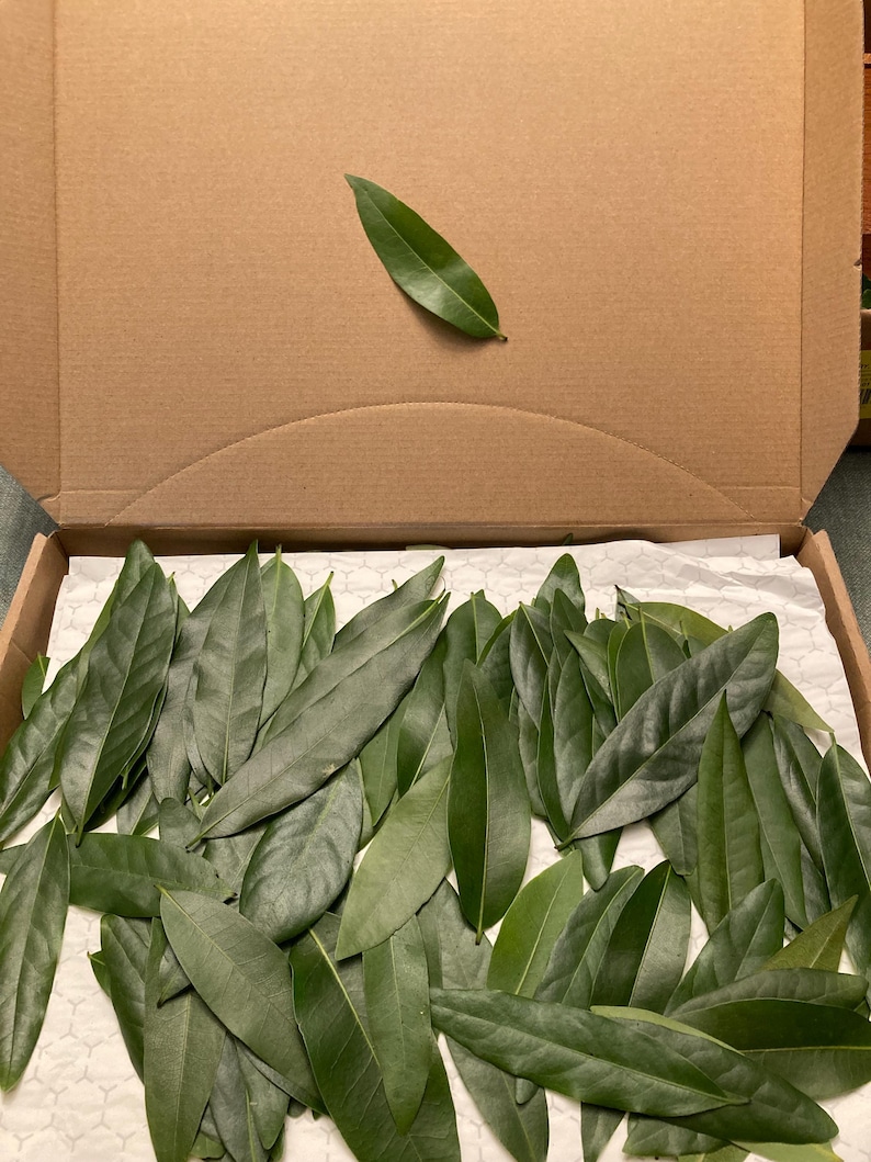 Fresh Picked Organic Bay Leaves – Cooking, Crafting, Herbal Use image 1