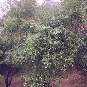 May include: A dense, green bush with long, drooping branches. The bush is growing in a field of dry, brown grass.
