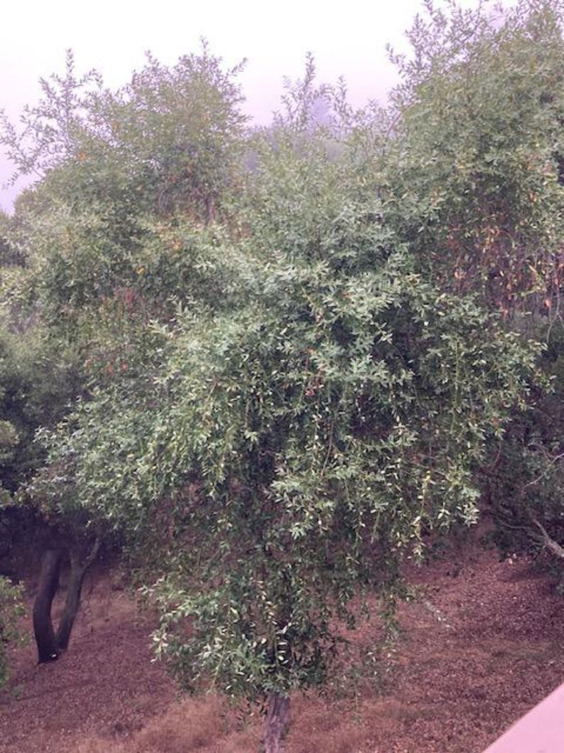 May include: A dense, green bush with long, drooping branches. The bush is growing in a field of dry, brown grass.
