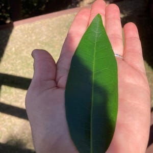 Fresh Picked Organic Bay Leaves – Cooking, Crafting, Herbal Use image 2