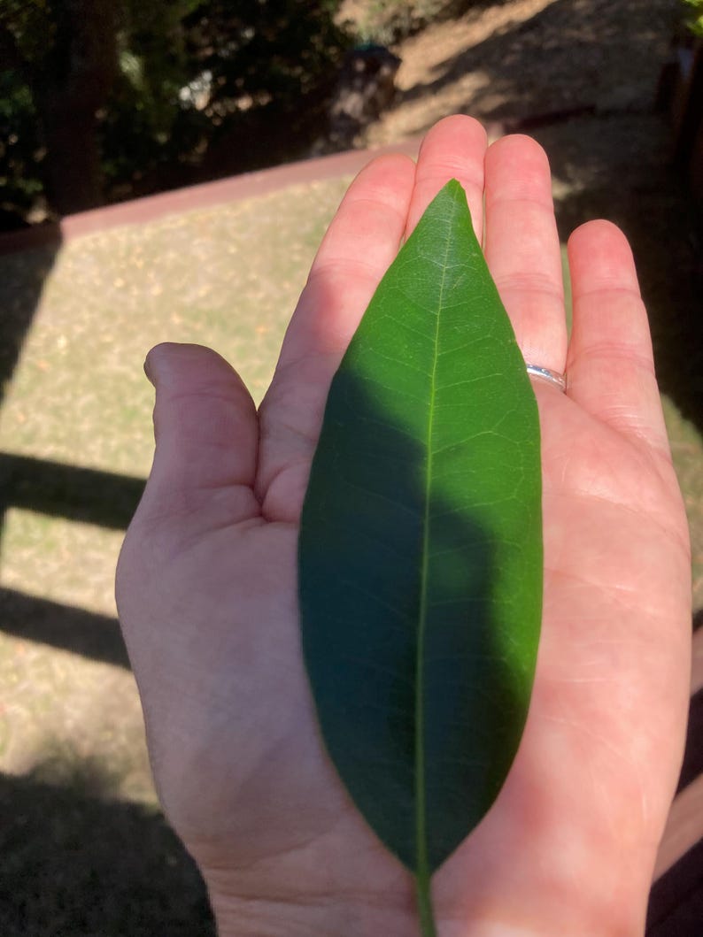 Fresh Picked Organic Bay Leaves – Cooking, Crafting, Herbal Use image 2