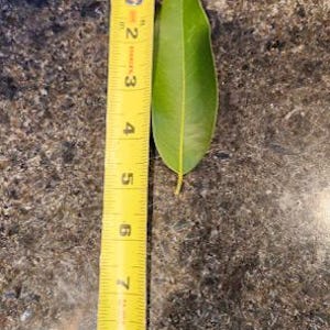 May include: A yellow measuring tape with black markings is next to a green leaf. The tape measures up to 10 inches.