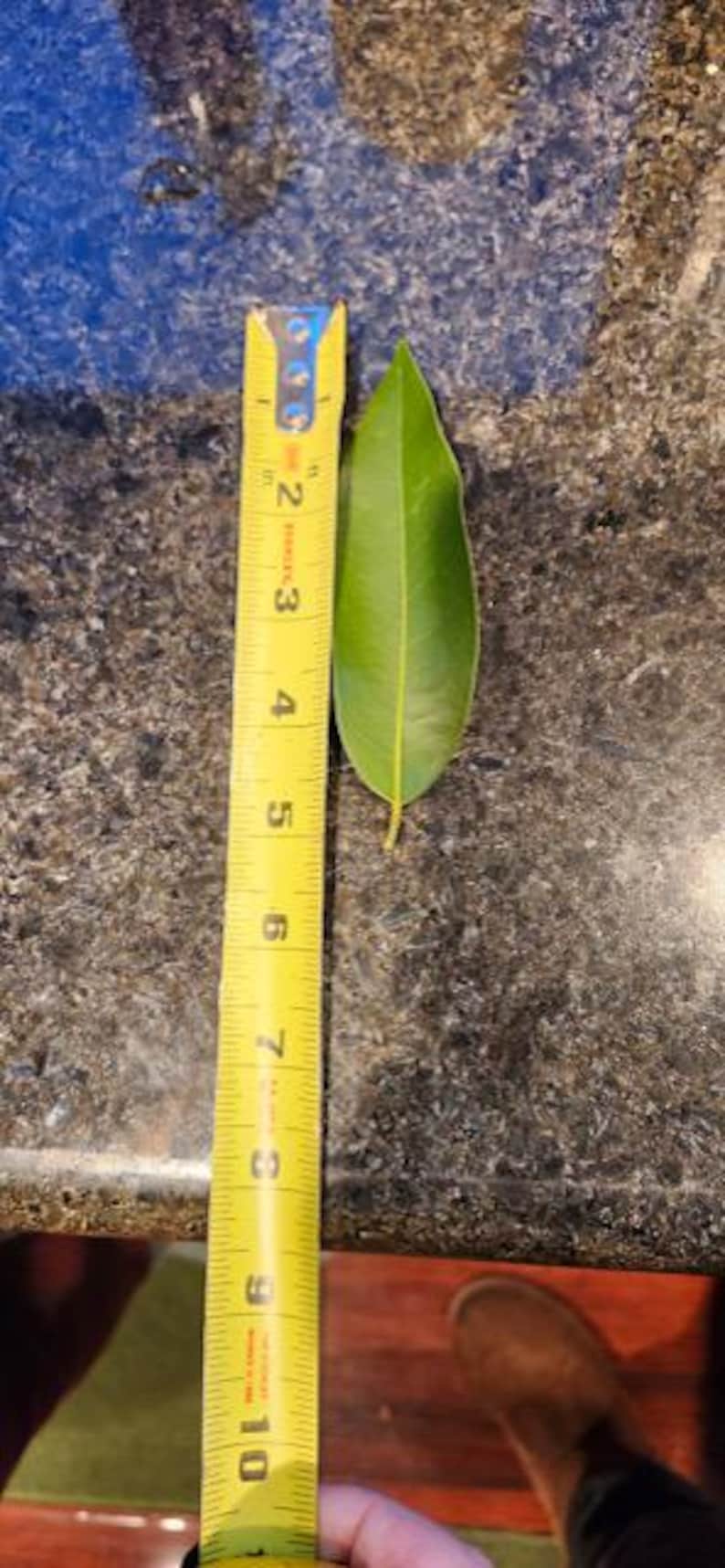 May include: A yellow measuring tape with black markings is next to a green leaf. The tape measures up to 10 inches.