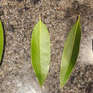 May include: Four long, narrow, green leaves with pointed tips are arranged horizontally on a brown, speckled surface.