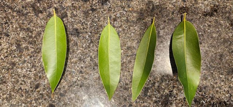 May include: Four long, narrow, green leaves with pointed tips are arranged horizontally on a brown, speckled surface.