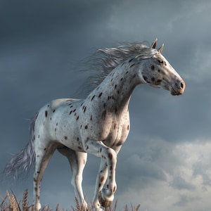 Wilder Appaloosa im Winter - Print - Pferdethemen Kunst
