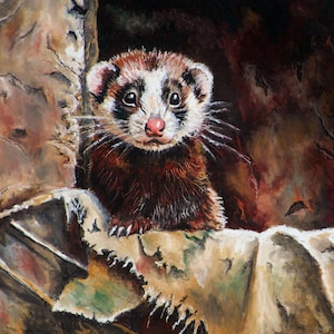 Ferret