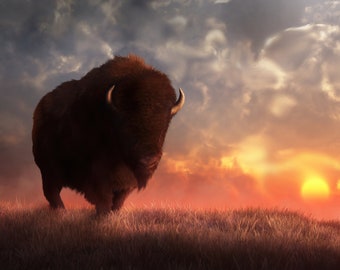 May include: A large, dark brown bison stands in a field of long grass against a dramatic sunset sky. The sun is setting behind the bison, casting a warm glow on the scene.