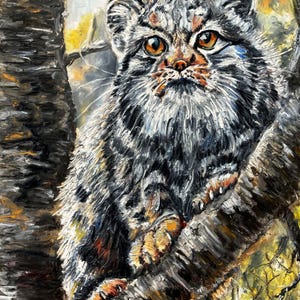 Gatto di Pallas - Stampa - Poster artistico di gatto selvatico
