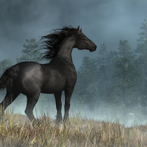 Caballo frisón y cielo oscuro - Impresión - Arte mural de caballos