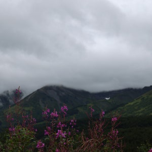 Arte murale/tela/puzzle/cartolina/fotografia/download digitale/stampa istantanea/montagne/nebbia/fiori viola/Alaska/natura