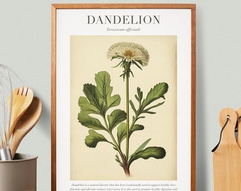 Dandelion Botanical Illustration with Medicinal Uses - Herbalist Prints