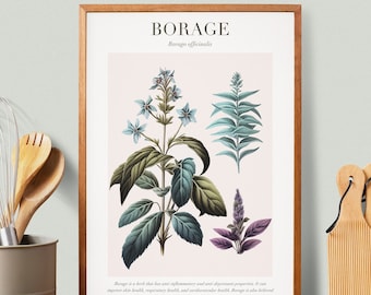 Borage Botanical Illustration with Medicinal Uses - Herbalist Prints