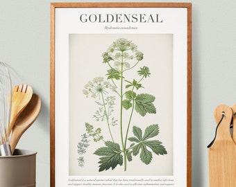 Puede incluir: Una ilustración botánica de sello de oro (Hydrastis canadensis) con flores blancas y hojas verdes. La ilustración está enmarcada en un marco de madera marrón y tiene el texto "GOLDENSEAL" e "Hydrastis canadensis" en la parte superior. El texto "HERBALIST PRINTS" está en la parte inferior de la ilustración.