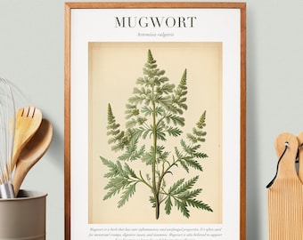 Mugwort Botanical Illustration with Medicinal Uses - Herbalist Prints