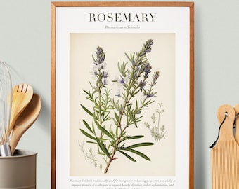 Rosemary Botanical Illustration with Medicinal Uses - Herbalist Prints