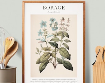 Borage Botanical Illustration with Medicinal Uses - Herbalist Prints