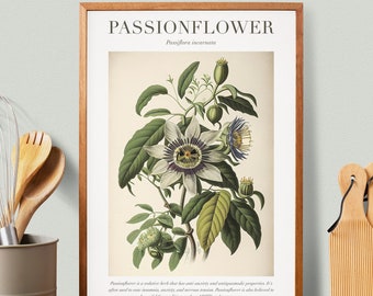 Passionflower Botanical Illustration with Medicinal Uses - Herbalist Prints