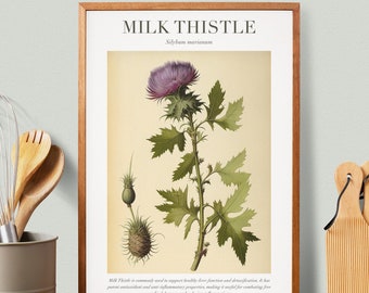 Milk Thistle Botanical Illustration with Medicinal Uses - Herbalist Prints