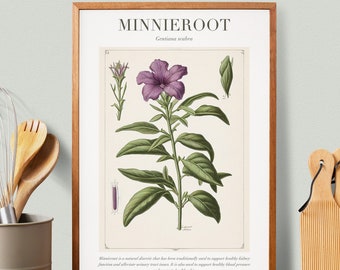Minnieroot Botanical Illustration with Medicinal Uses - Herbalist Prints